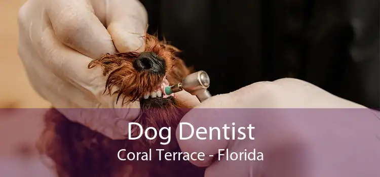 Dog Dentist Coral Terrace - Florida