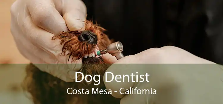 Dog Dentist Costa Mesa - California