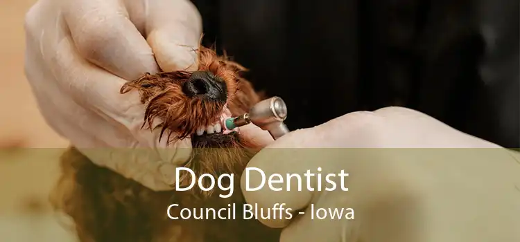 Dog Dentist Council Bluffs - Iowa