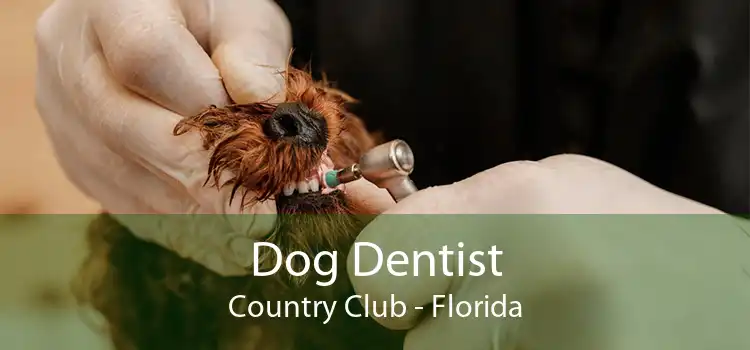 Dog Dentist Country Club - Florida
