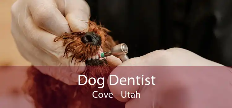 Dog Dentist Cove - Utah