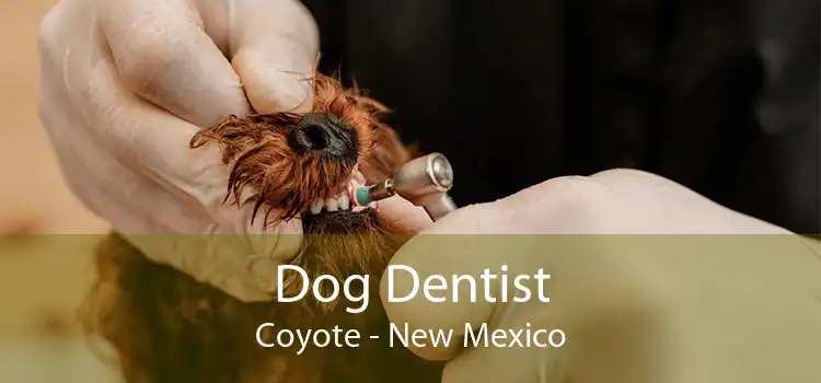 Dog Dentist Coyote - New Mexico