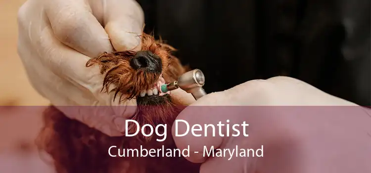 Dog Dentist Cumberland - Maryland