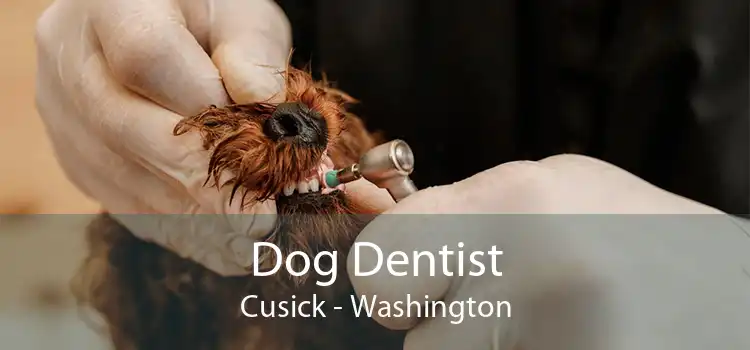 Dog Dentist Cusick - Washington