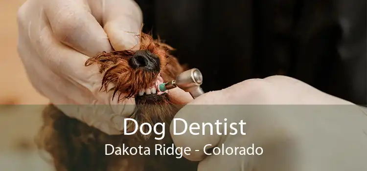 Dog Dentist Dakota Ridge - Colorado