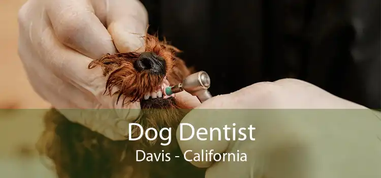 Dog Dentist Davis - California