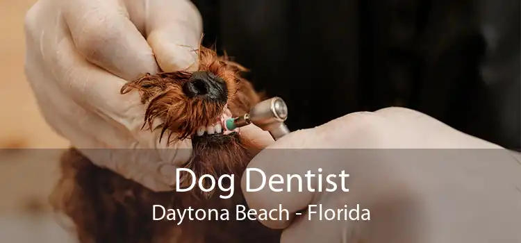 Dog Dentist Daytona Beach - Florida