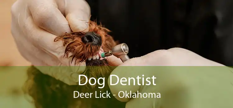 Dog Dentist Deer Lick - Oklahoma