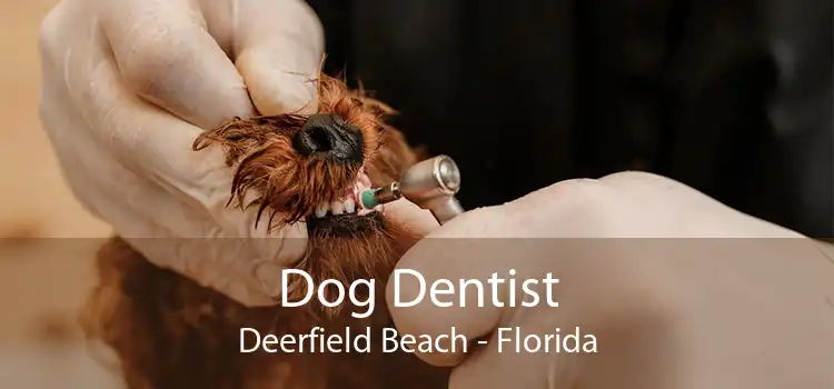 Dog Dentist Deerfield Beach - Florida