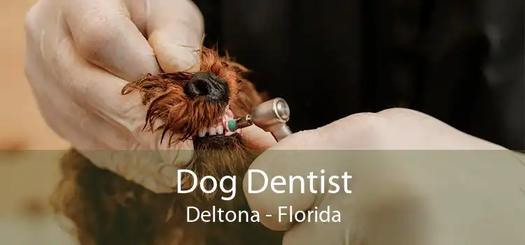Dog Dentist Deltona - Florida