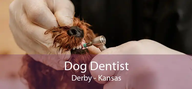 Dog Dentist Derby - Kansas