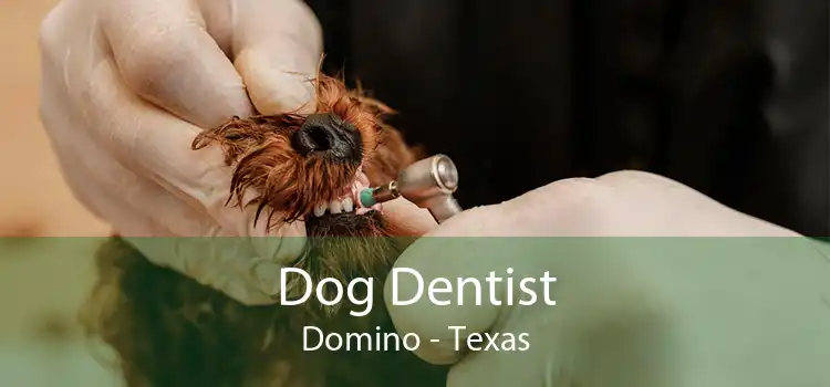 Dog Dentist Domino - Texas