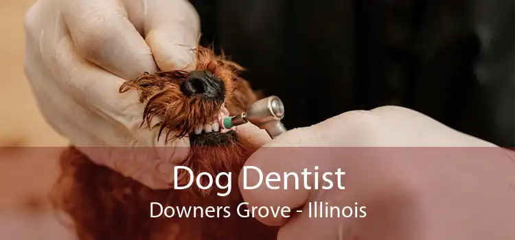 Dog Dentist Downers Grove - Illinois