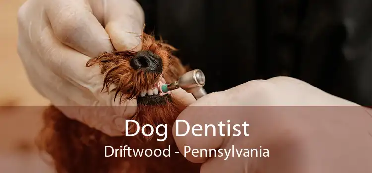 Dog Dentist Driftwood - Pennsylvania