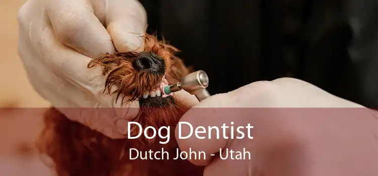 Dog Dentist Dutch John - Utah