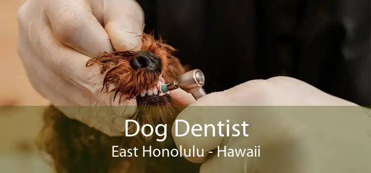 Dog Dentist East Honolulu - Hawaii