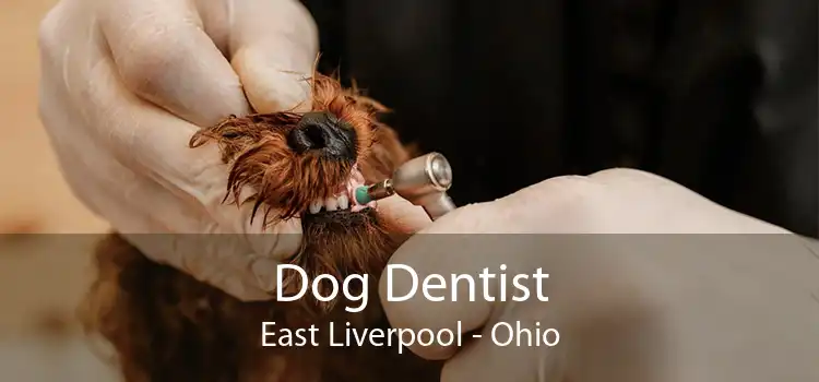 Dog Dentist East Liverpool - Ohio