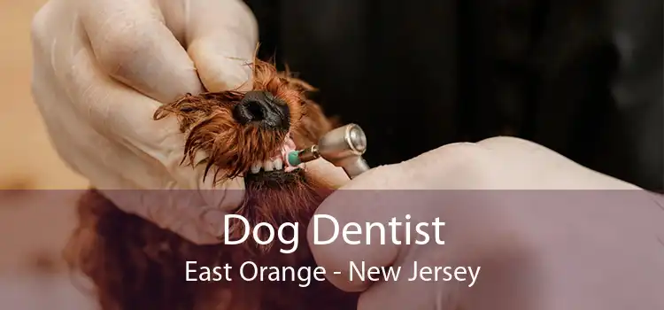 Dog Dentist East Orange - New Jersey