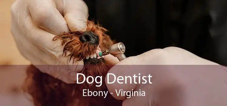 Dog Dentist Ebony - Virginia