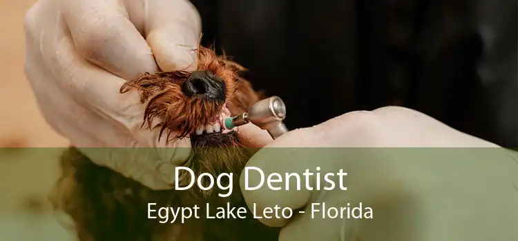 Dog Dentist Egypt Lake Leto - Florida