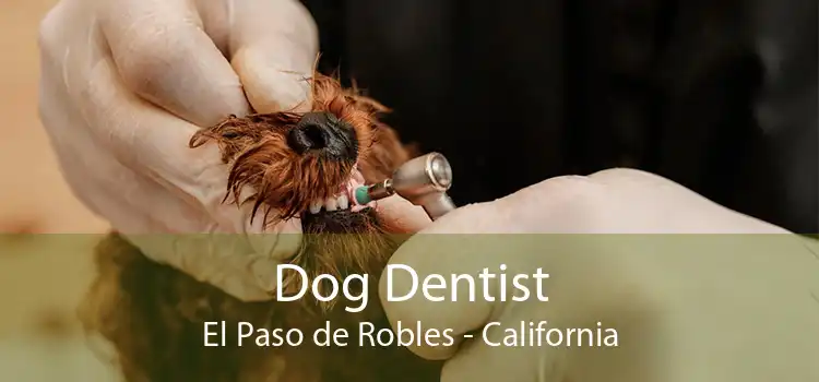 Dog Dentist El Paso de Robles - California