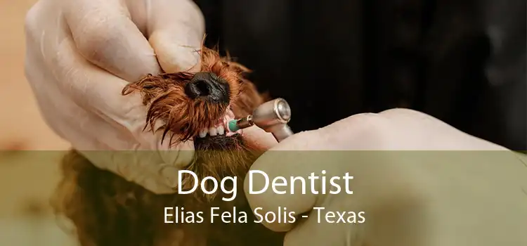 Dog Dentist Elias Fela Solis - Texas