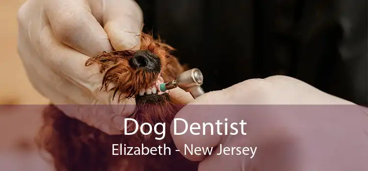 Dog Dentist Elizabeth - New Jersey