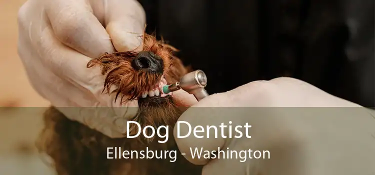 Dog Dentist Ellensburg - Washington
