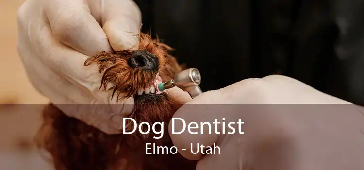 Dog Dentist Elmo - Utah