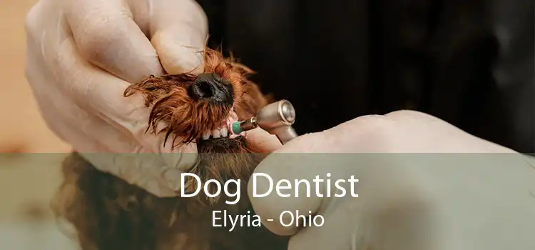 Dog Dentist Elyria - Ohio