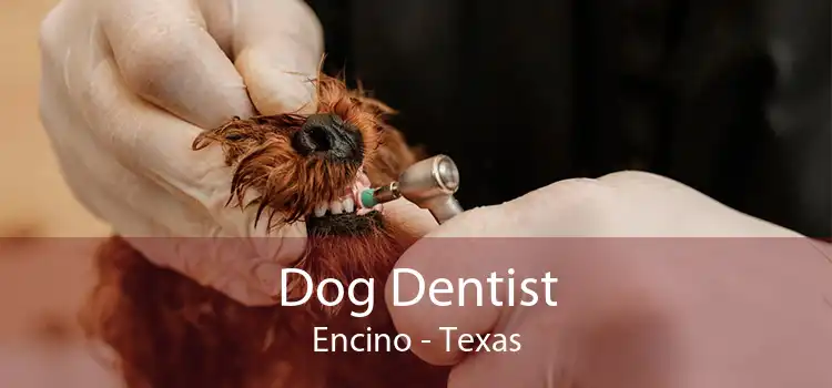 Dog Dentist Encino - Texas