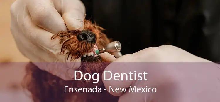 Dog Dentist Ensenada - New Mexico