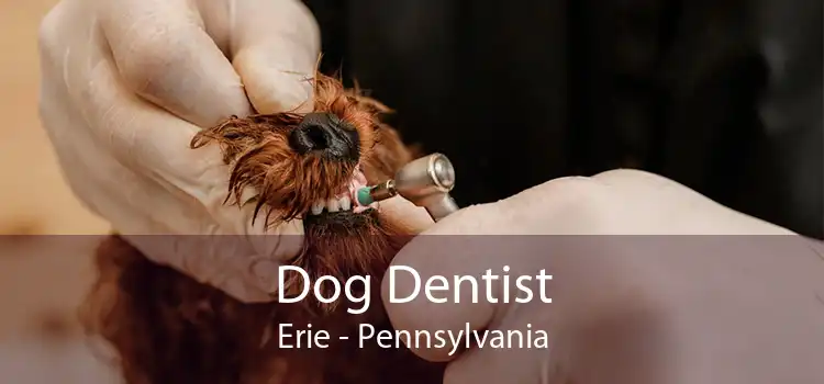 Dog Dentist Erie - Pennsylvania