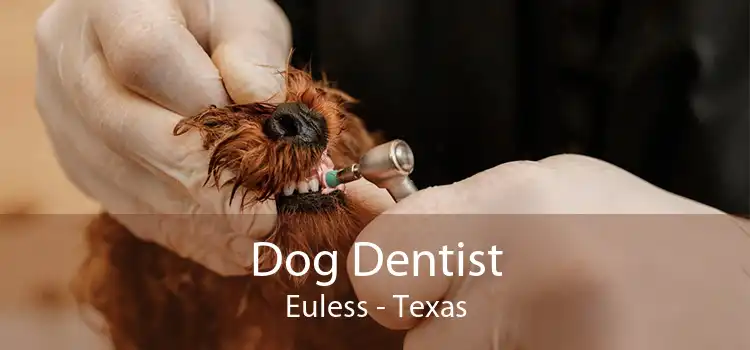 Dog Dentist Euless - Texas