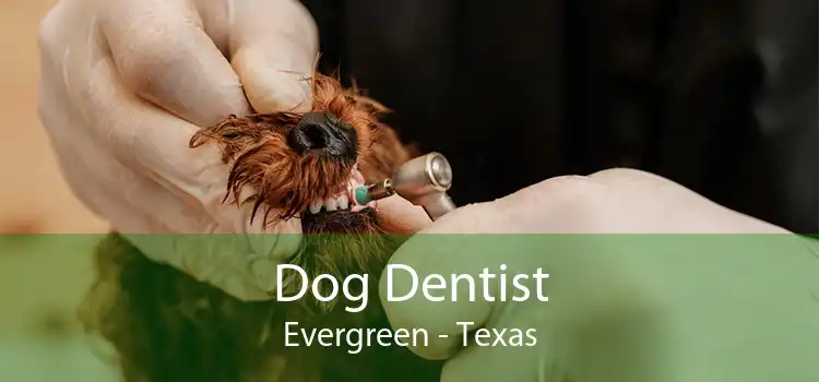 Dog Dentist Evergreen - Texas