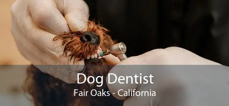 Dog Dentist Fair Oaks - California