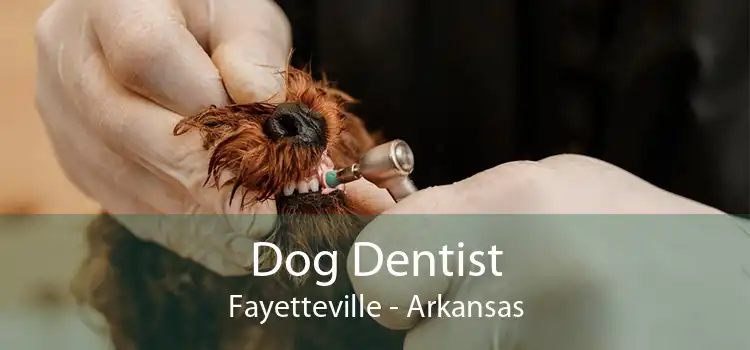 Dog Dentist Fayetteville - Arkansas