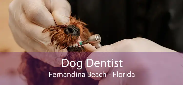 Dog Dentist Fernandina Beach - Florida