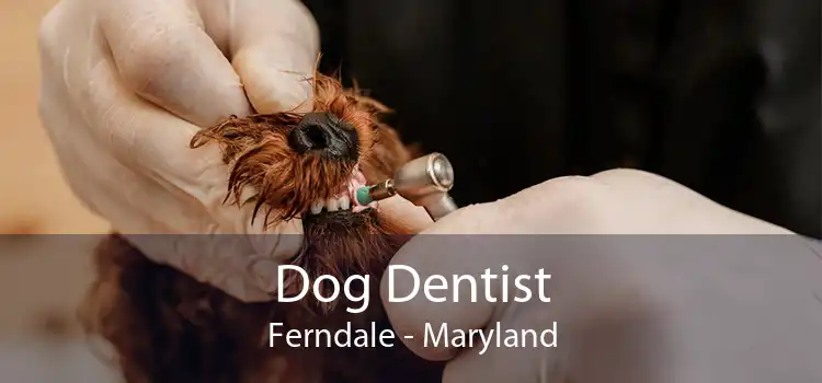 Dog Dentist Ferndale - Maryland