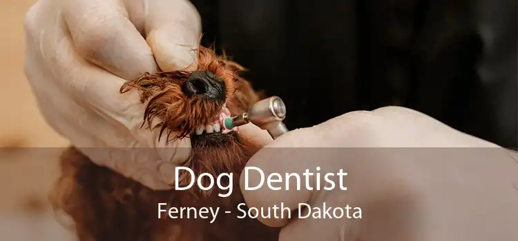 Dog Dentist Ferney - South Dakota