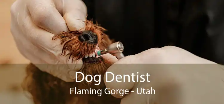Dog Dentist Flaming Gorge - Utah