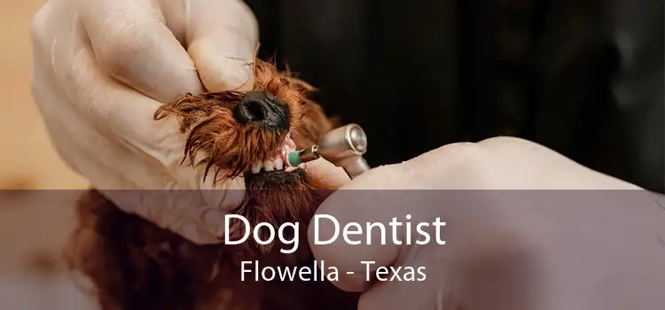 Dog Dentist Flowella - Texas