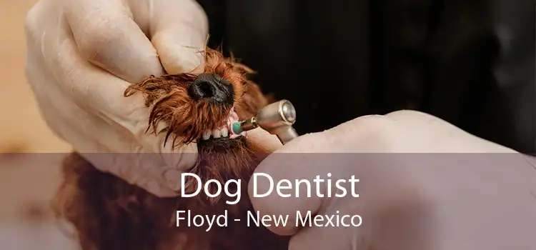 Dog Dentist Floyd - New Mexico