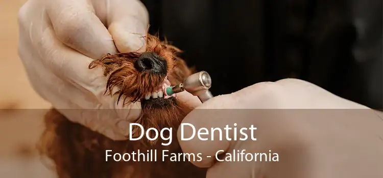 Dog Dentist Foothill Farms - California