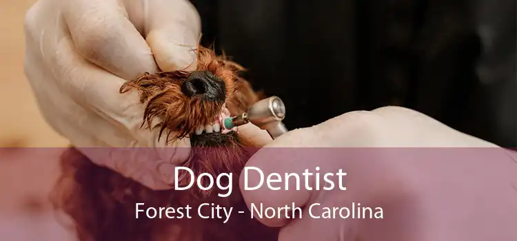 Dog Dentist Forest City - North Carolina