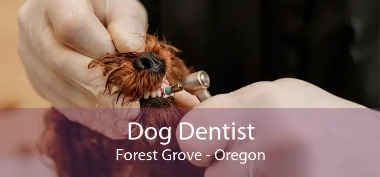 Dog Dentist Forest Grove - Oregon