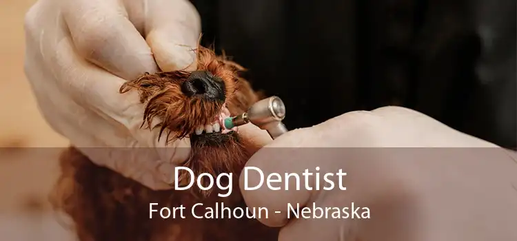 Dog Dentist Fort Calhoun - Nebraska