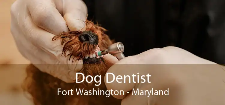 Dog Dentist Fort Washington - Maryland