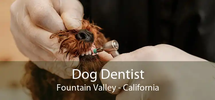Dog Dentist Fountain Valley - California