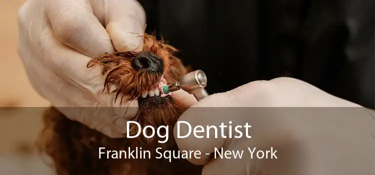 Dog Dentist Franklin Square - New York